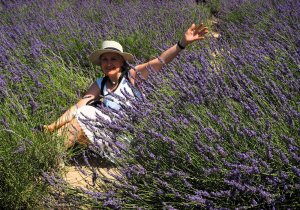 altopiano di valensole 1.JPG